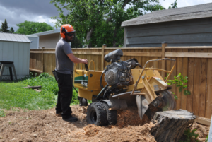 tree doctor calgary