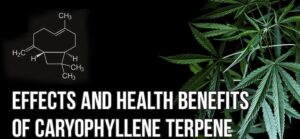 beta-caryophyllene benefits