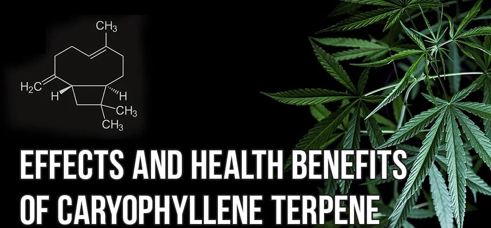 beta-caryophyllene benefits