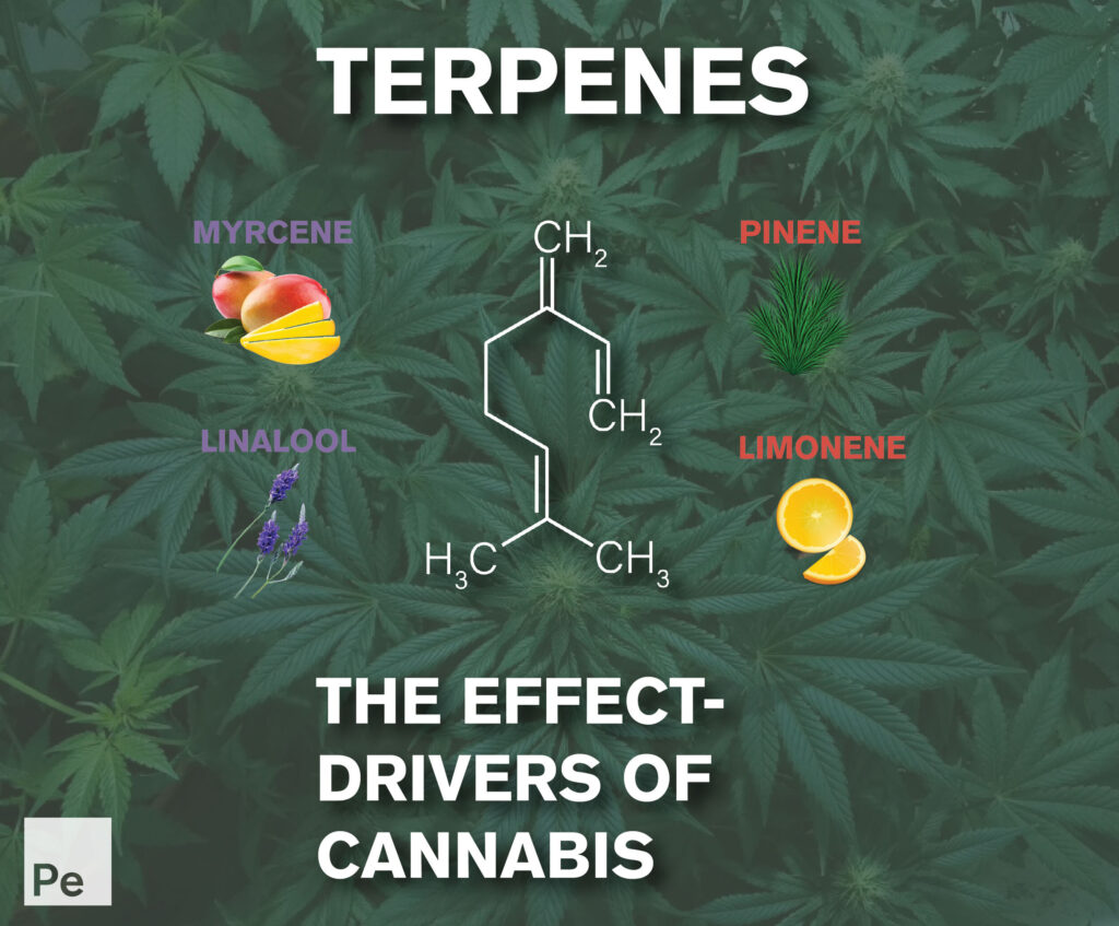 beta-caryophyllene terpene benefits