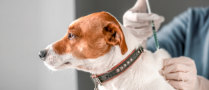 dental care for dogs