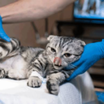 Cat Hospital in Encino