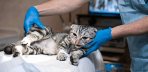 Cat Hospital in Encino